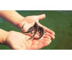 Продам русского малька