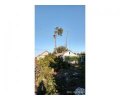 Спилим обрежем деревья, удалим поросли