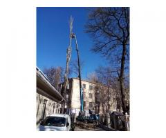 Спилим обрежем деревья, удалим поросли - Изображение 3/5