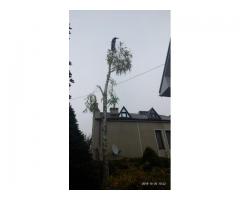 Спилим обрежем деревья, удалим поросли - Изображение 4/5