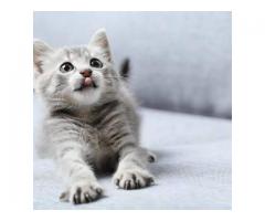 Купуємо ізотоп міді Cu-63 / Cu-65 у ампулах — дорого та постійно