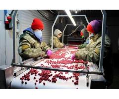 Холодильна та морозильна камери для Заморозки малини і суниці