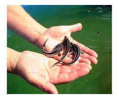 Малек осетра, форель.